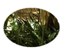 Aloe vera which has antiseptic properties
