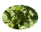 Grape seed extract provides natural nourishing