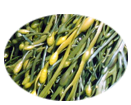 Sea weed extract nourishes
