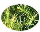 Tea tree oil is a natural astringent
